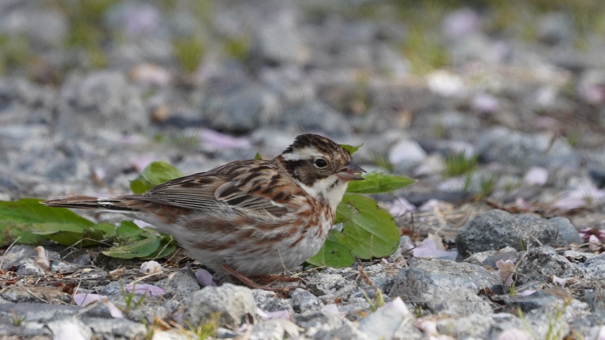 Rustic Bunting - ML618719473