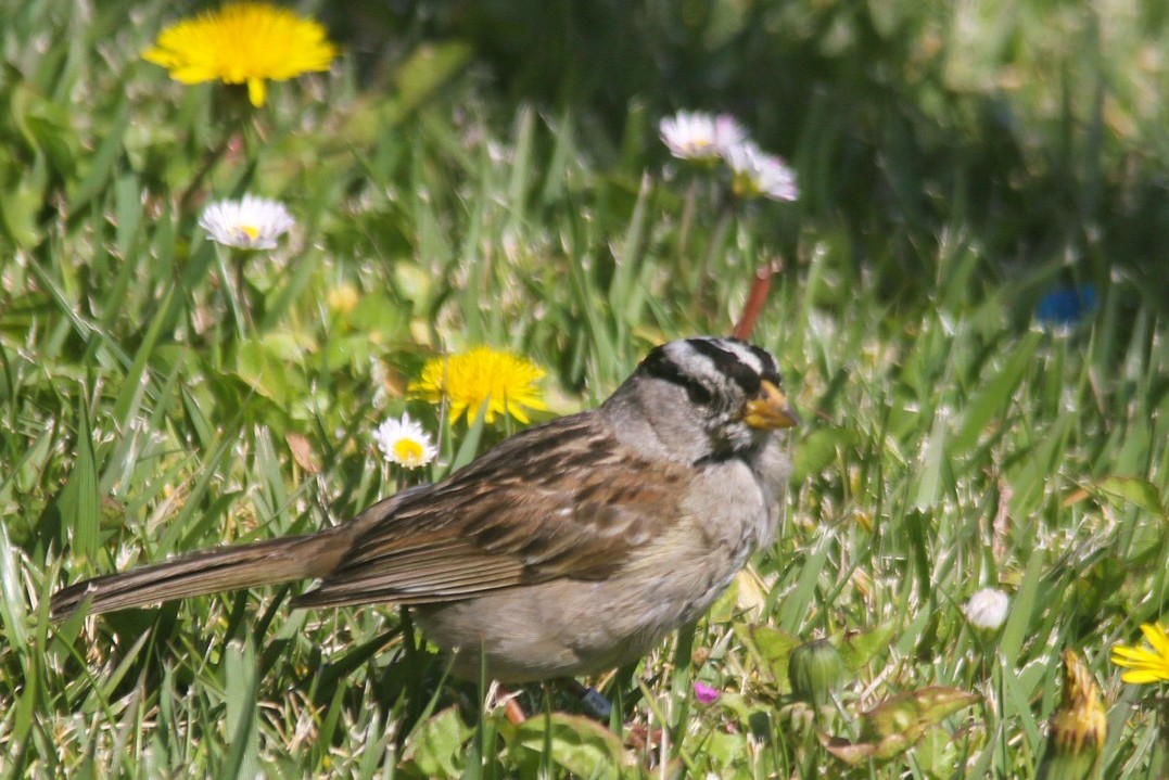 White-crowned Sparrow - ML618719477