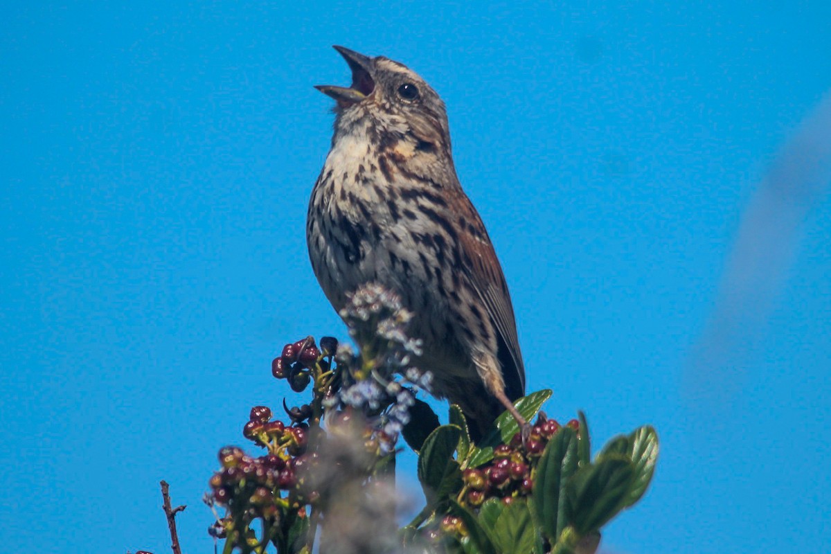 Song Sparrow - ML618719499