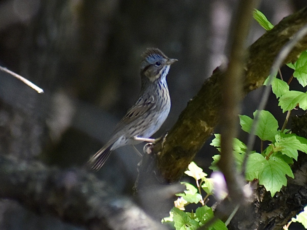 Lincoln's Sparrow - ML618719502