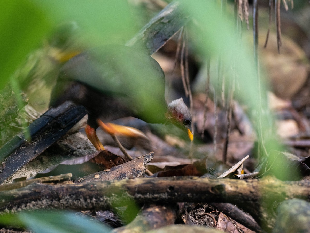 Micronesian Megapode - ML618719513