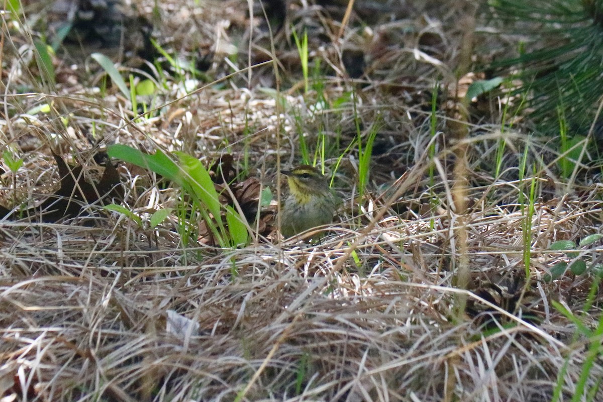 Palm Warbler - ML618719516