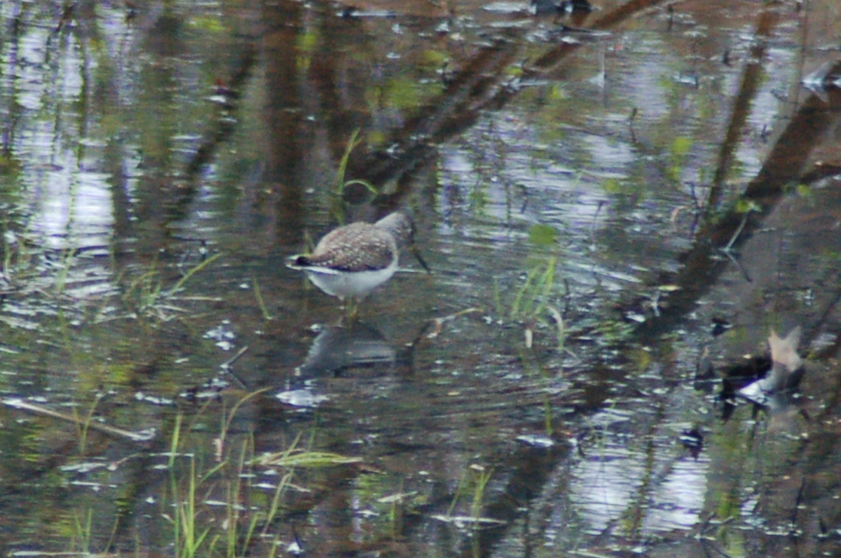 Solitary Sandpiper - Peter Griffin