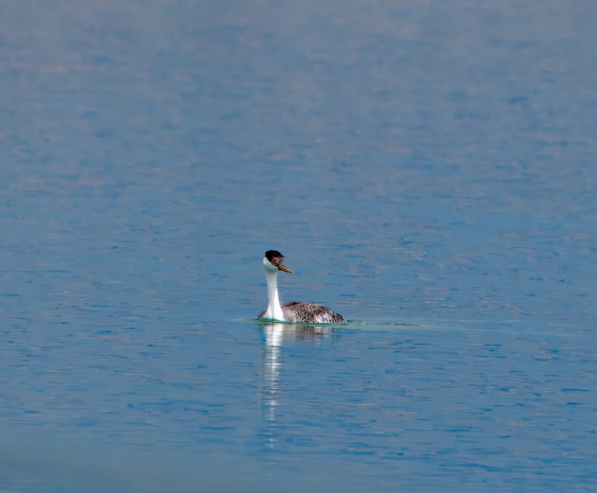 Western Grebe - ML618719522