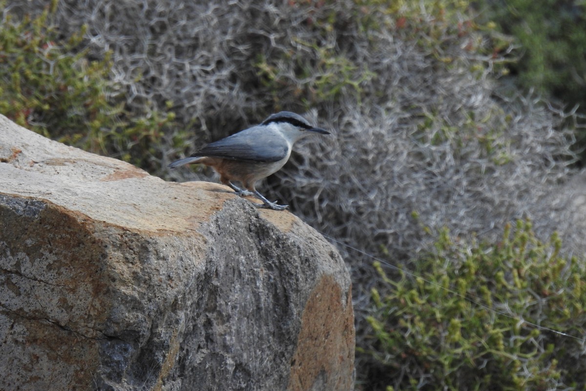 Western Rock Nuthatch - Peter Hines