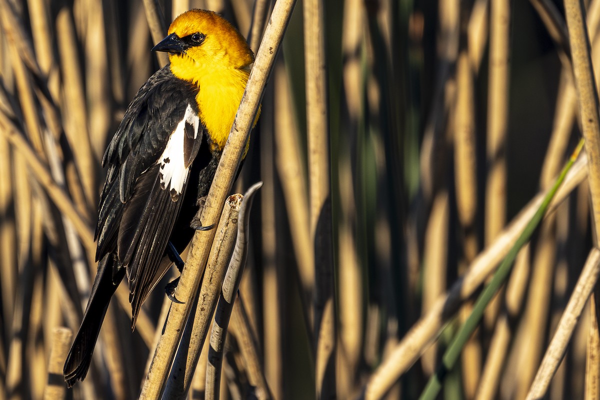 Yellow-headed Blackbird - ML618719539