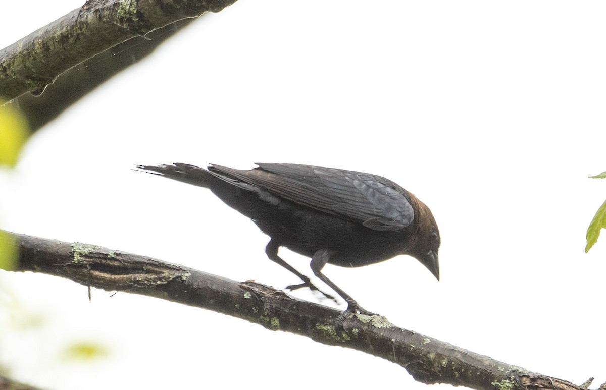 Brown-headed Cowbird - George Keller