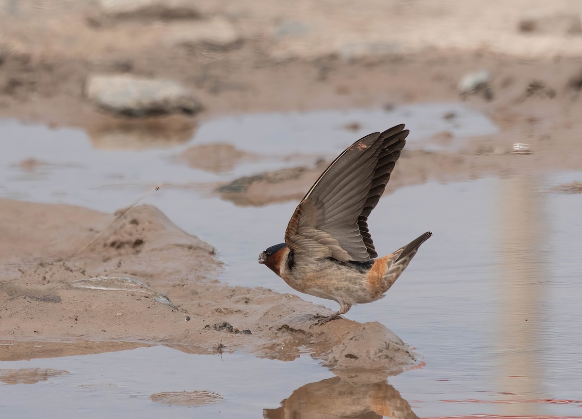 Cliff Swallow - Peggy Scanlan