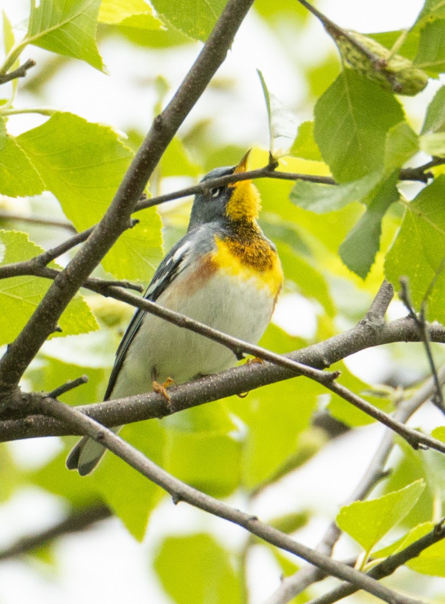 Northern Parula - ML618719551