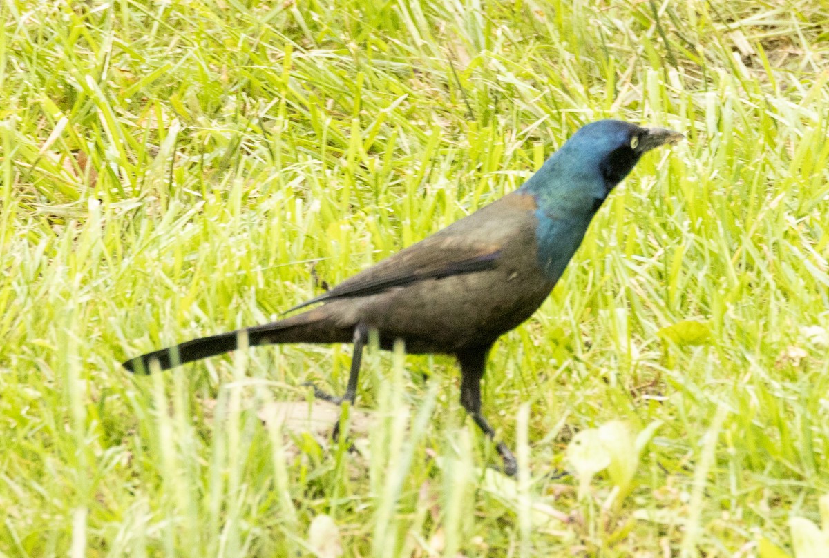 Common Grackle - ML618719562