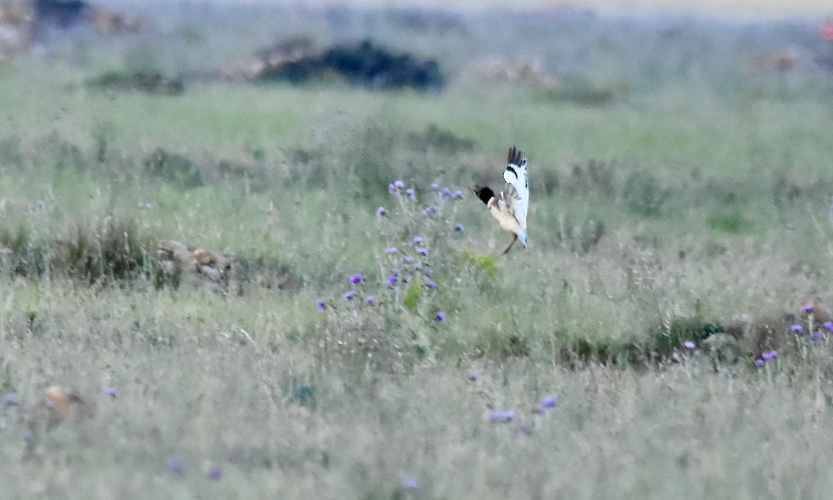 Little Bustard - Benoit Goyette