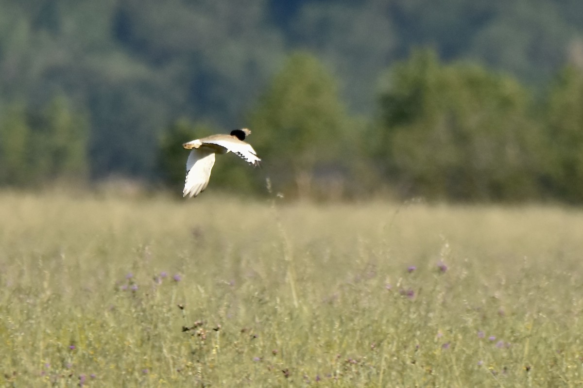 Little Bustard - Benoit Goyette