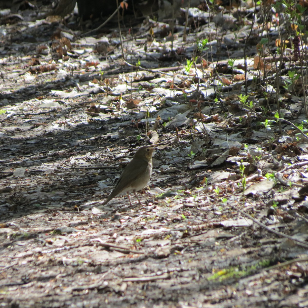 Swainson's Thrush - Rodolphe Dubois