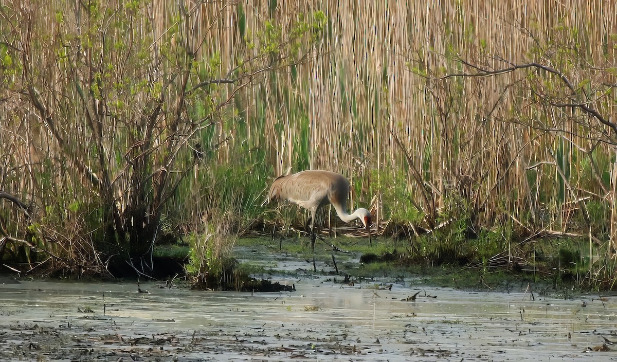 Sandhill Crane - ML618719617