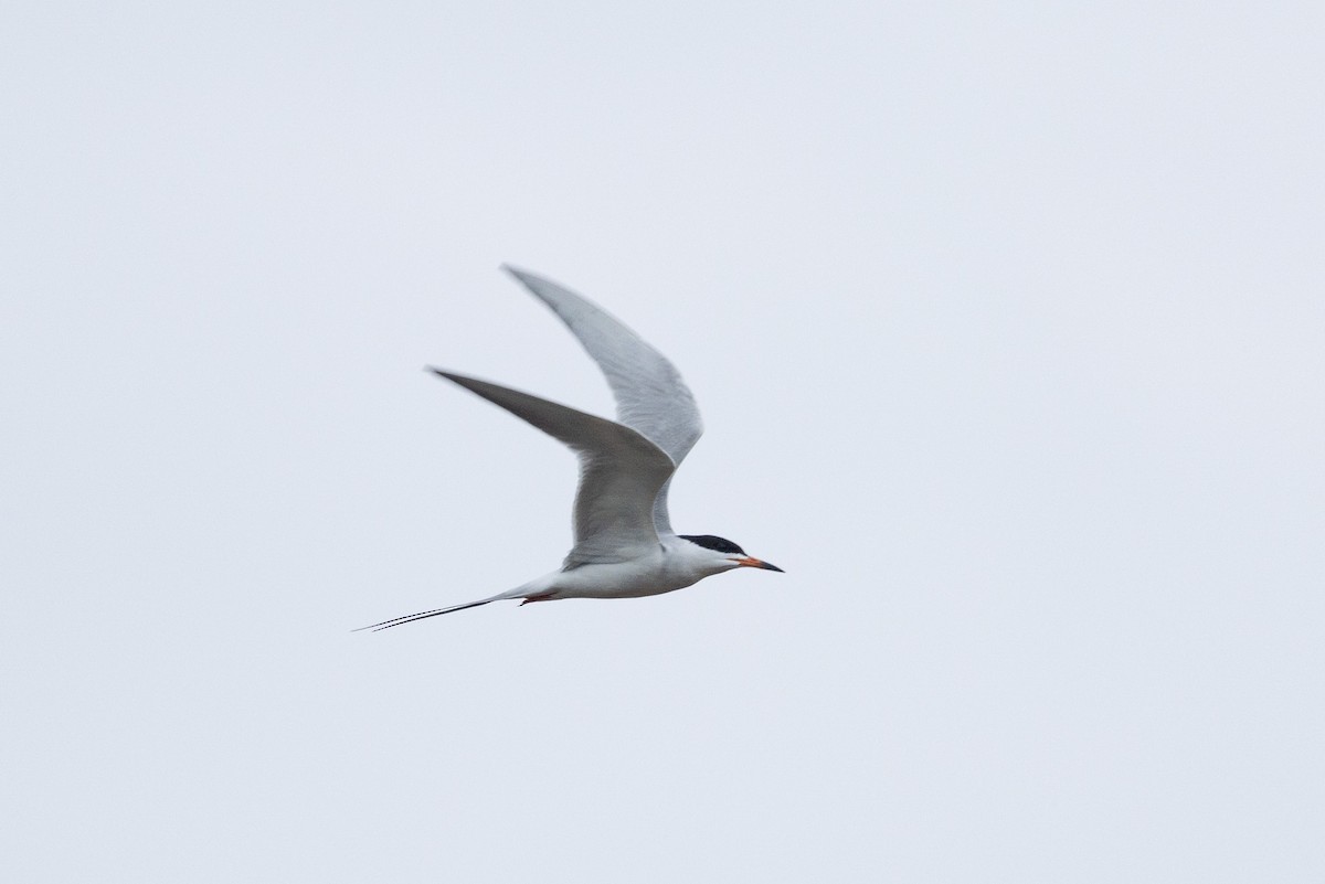 Forster's Tern - ML618719625