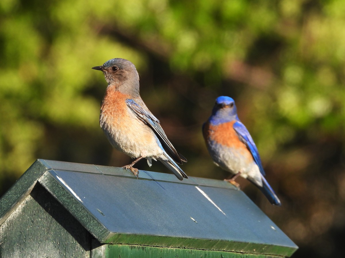 Western Bluebird - Chris Ortega