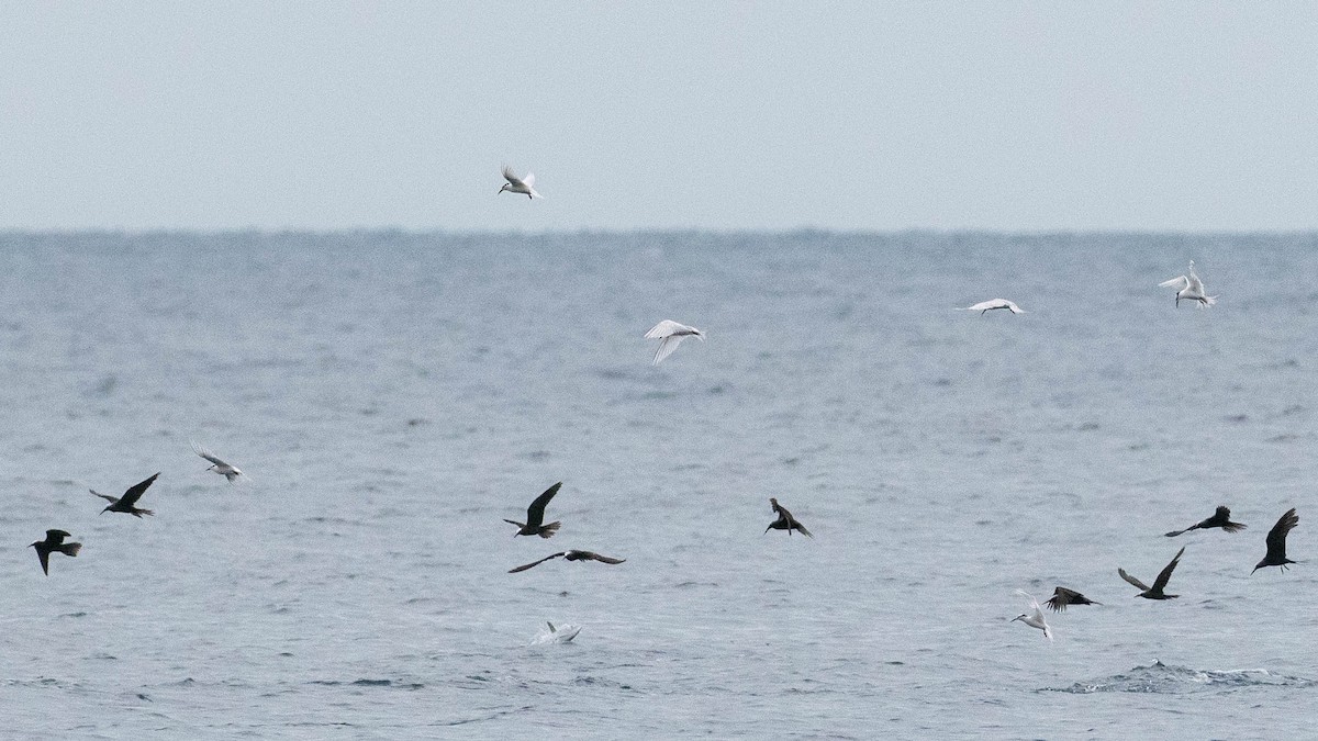 Black-naped Tern - ML618719645