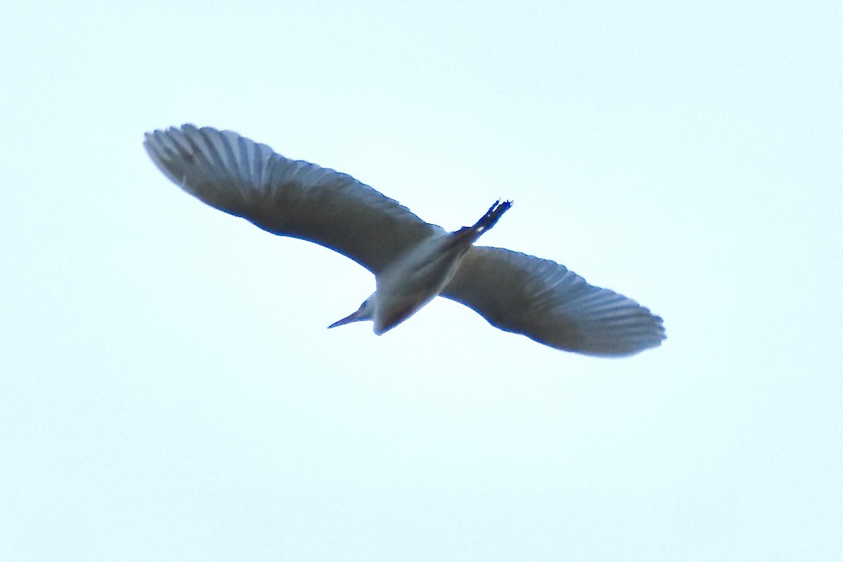 Little Egret - Benoit Goyette Nathalie Fortin