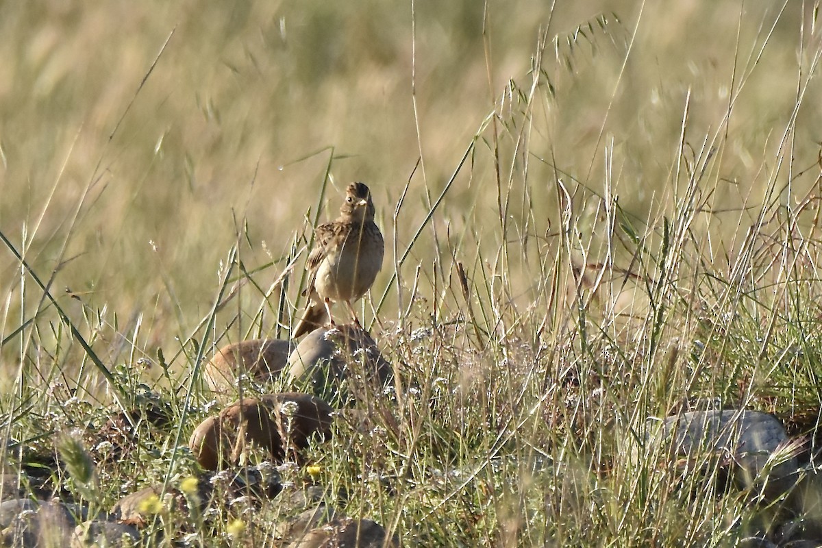 Eurasian Skylark - Benoit Goyette