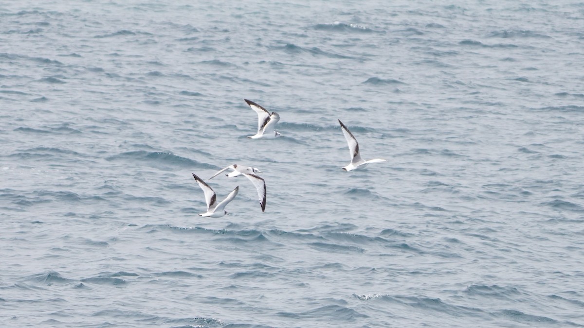 Black-legged Kittiwake - ML618719700