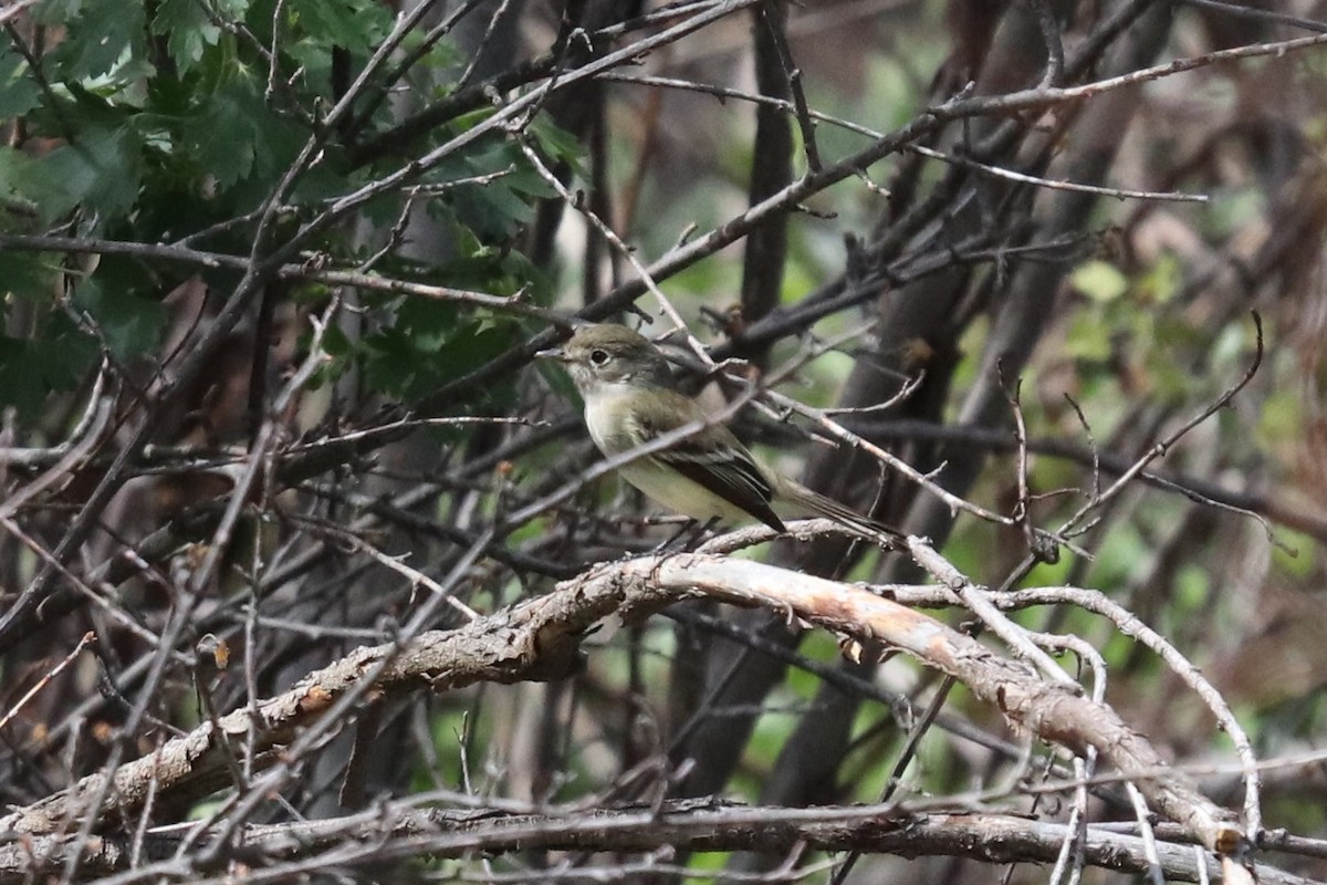 Least Flycatcher - Eric DeFonso 🦑