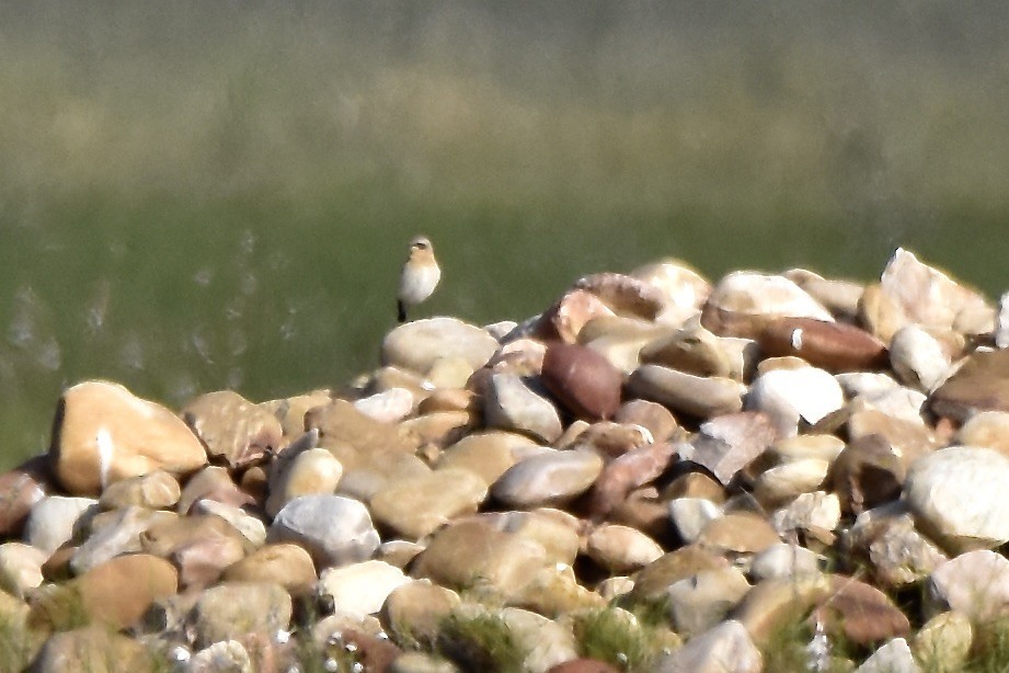 Northern Wheatear - Benoit Goyette