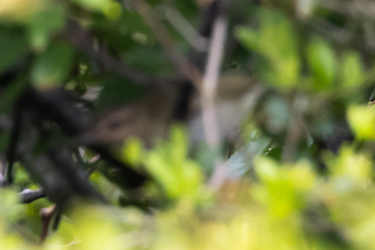 Black-whiskered Vireo - ML618719740