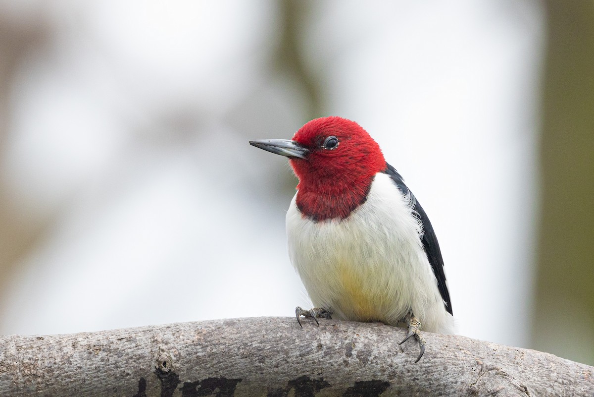 Red-headed Woodpecker - Kalvin Chan