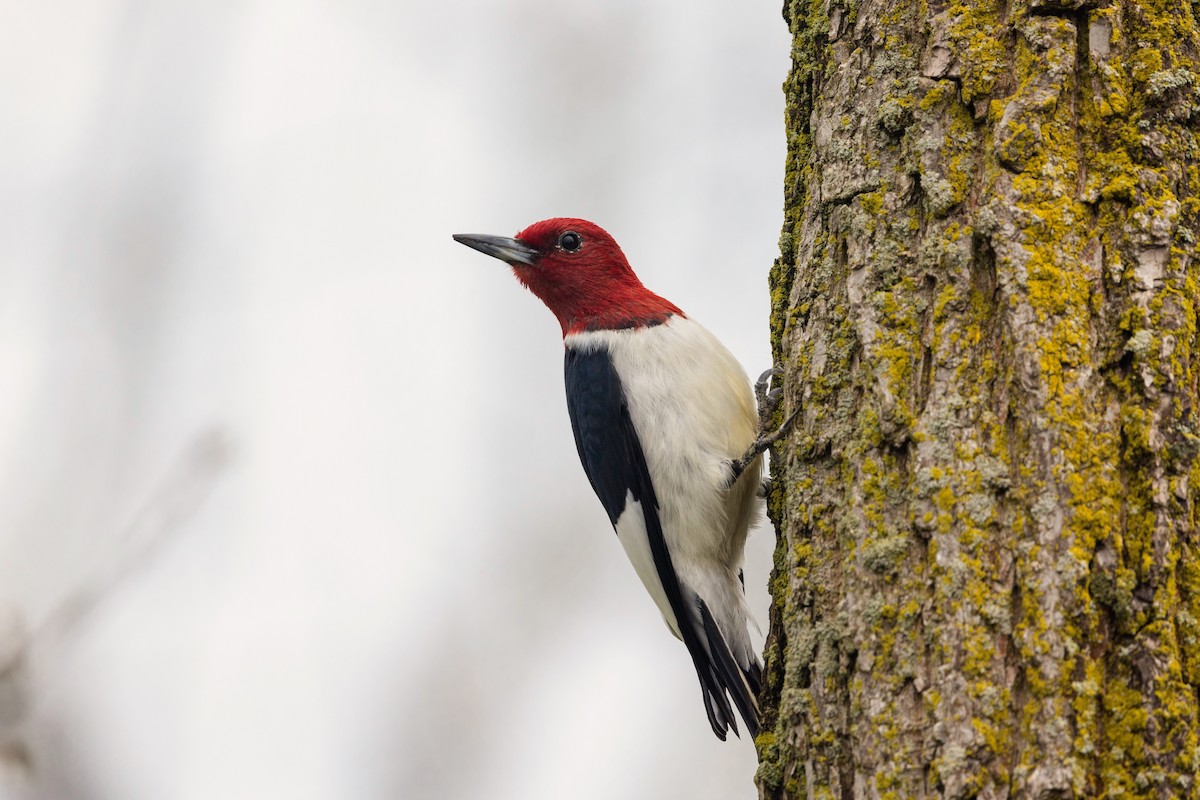 Red-headed Woodpecker - Kalvin Chan