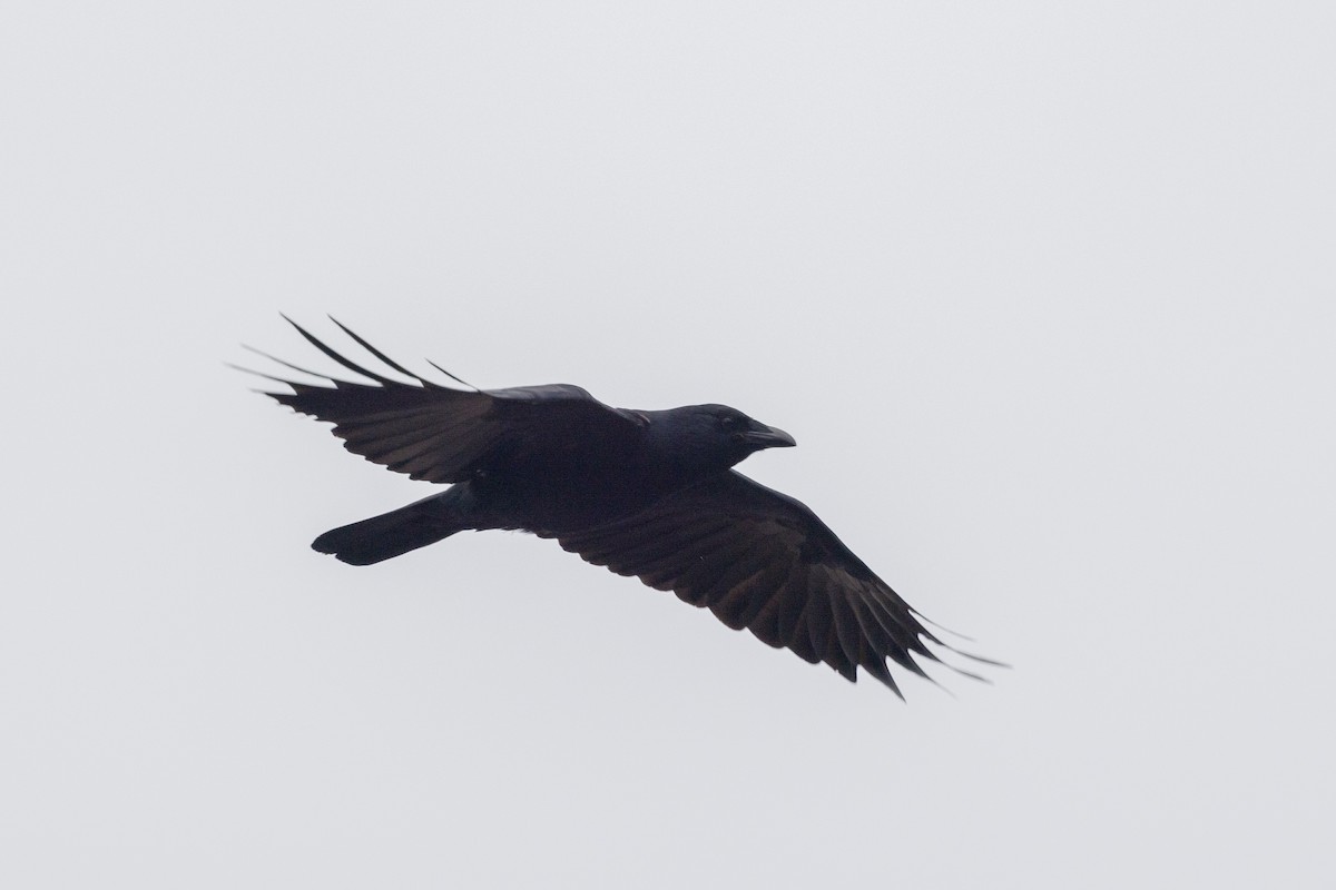 Fish Crow - ML618719763