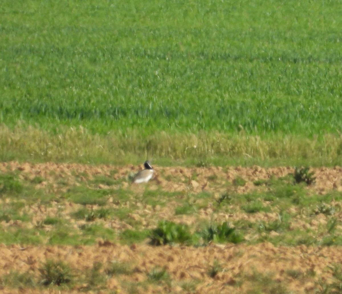 Little Bustard - Roberto Calleja Sanz