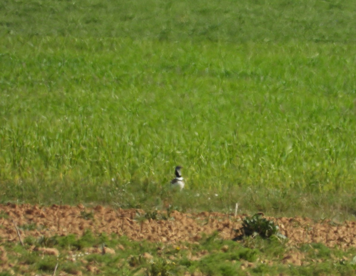 Little Bustard - Roberto Calleja Sanz