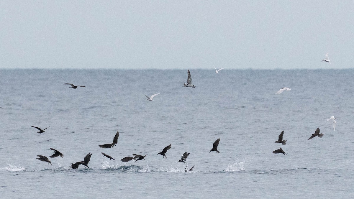 Bridled Tern - ML618719790