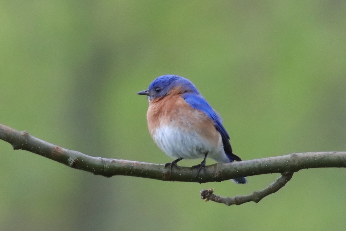 Eastern Bluebird - ML618719797