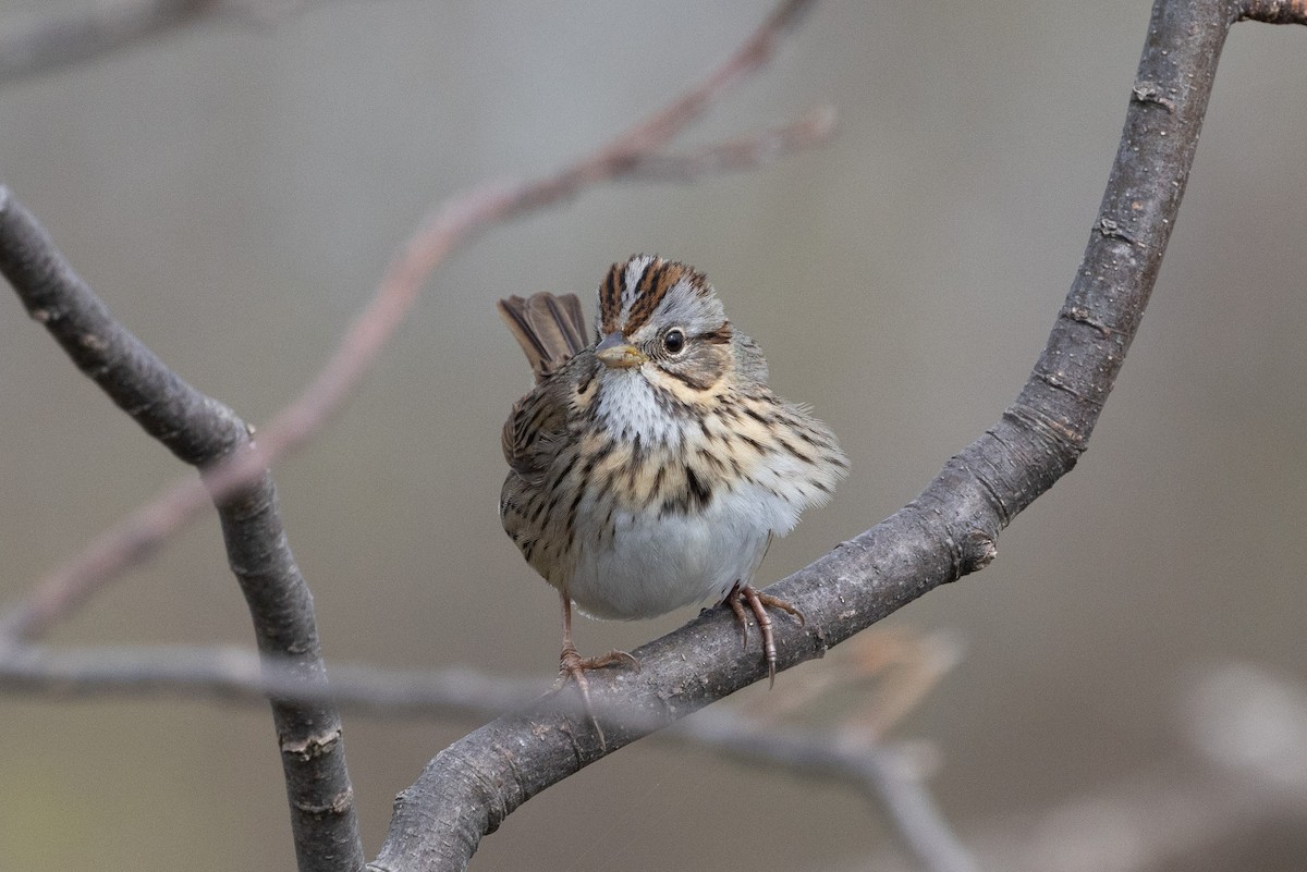 Lincoln's Sparrow - ML618719817