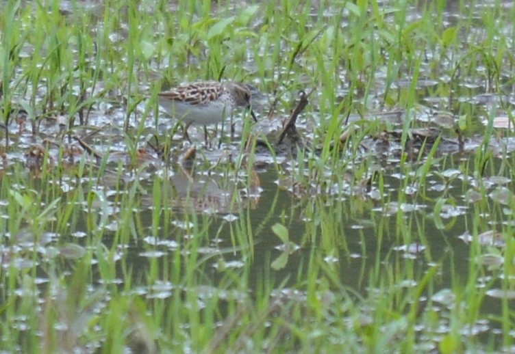 Least Sandpiper - Jay Wherley