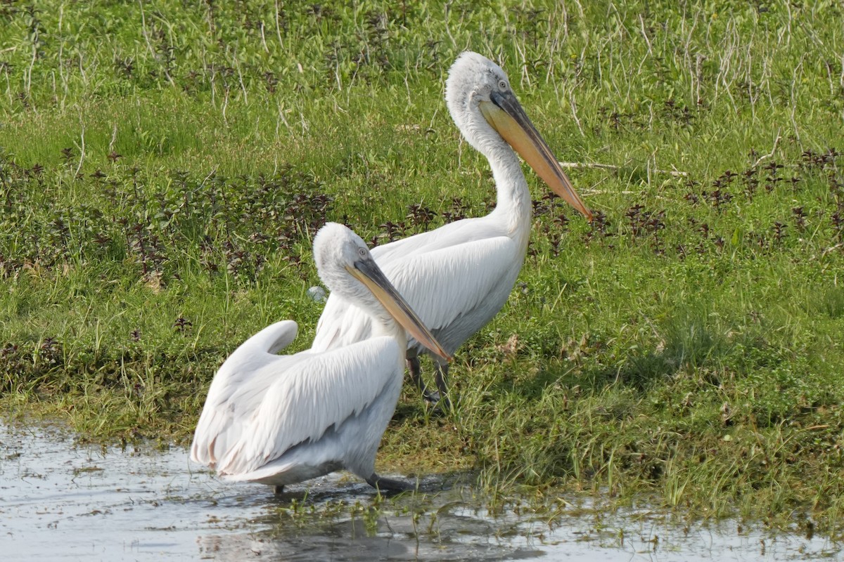 Dalmatian Pelican - Krzysztof Kasprzyk