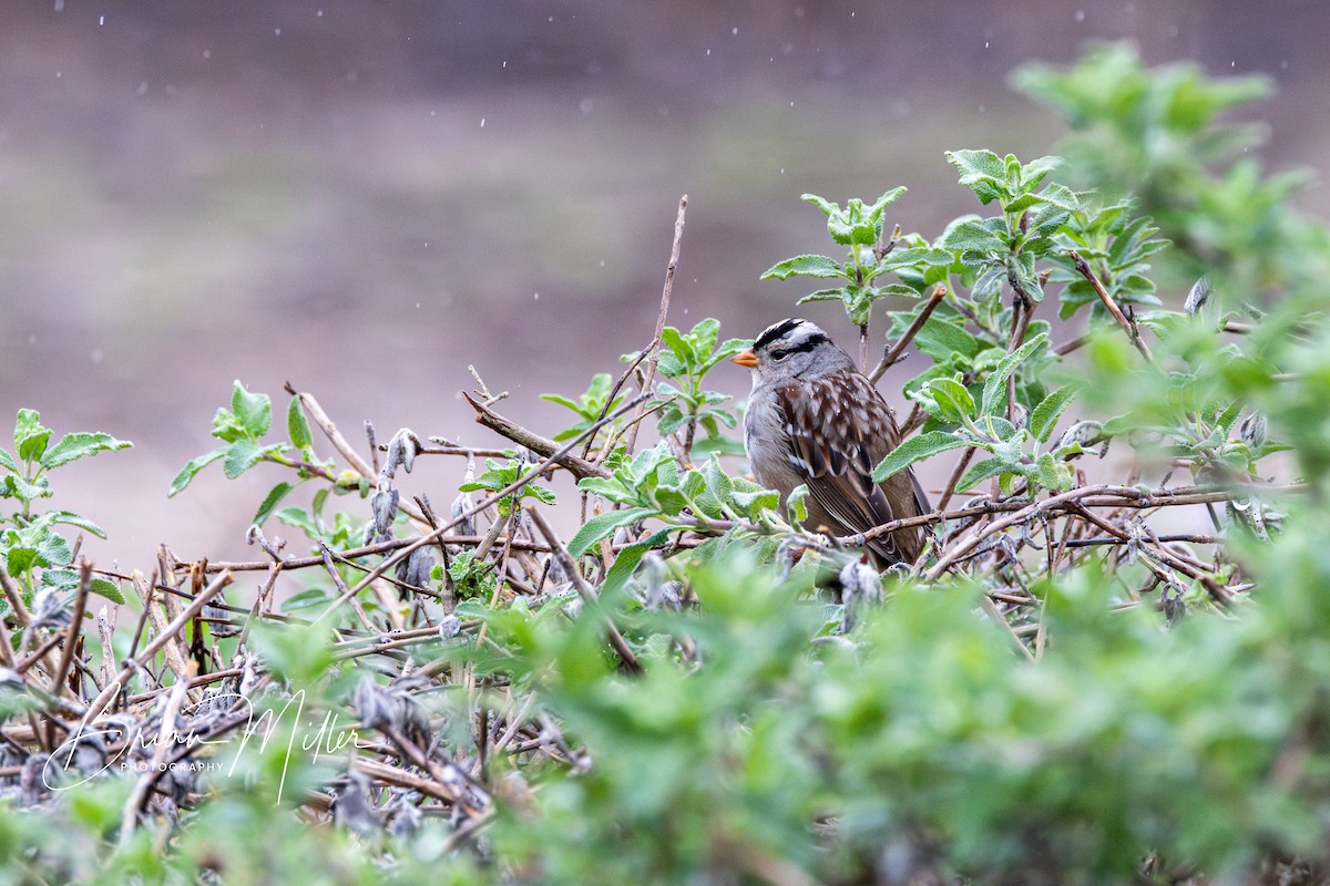 White-crowned Sparrow - ML618719845