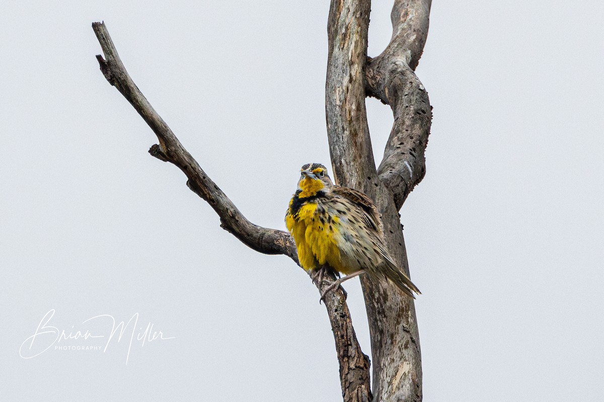 Western Meadowlark - Brian Miller