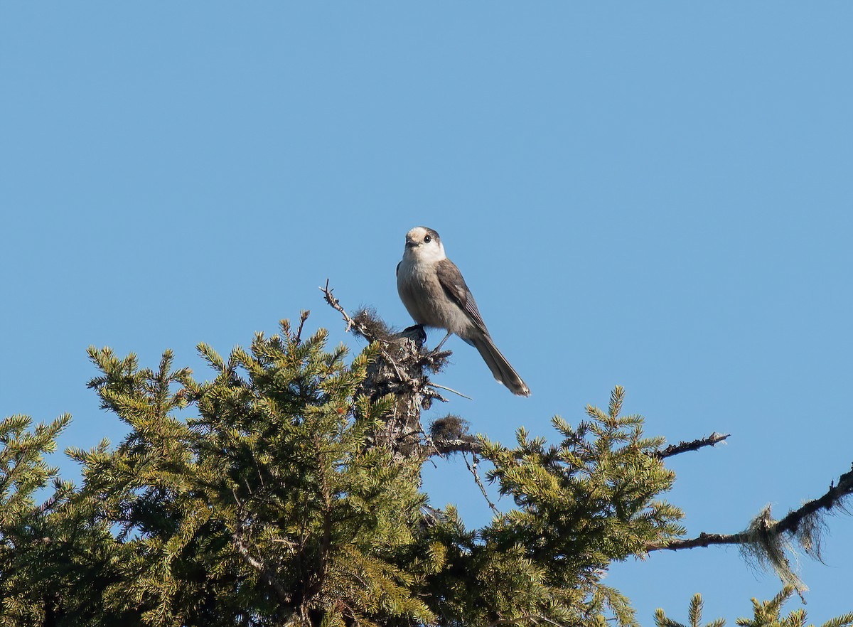 Canada Jay - Peggy Scanlan