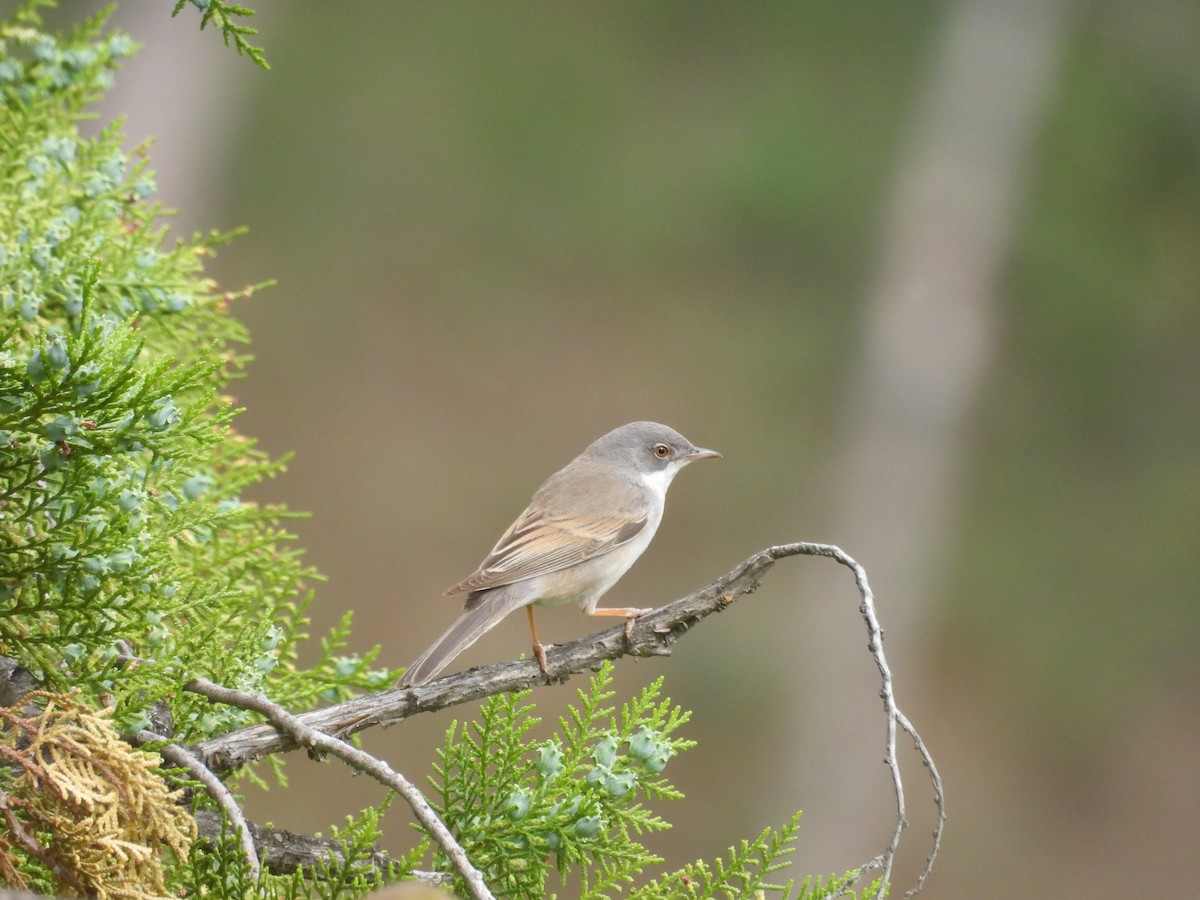 Greater Whitethroat - ML618719885