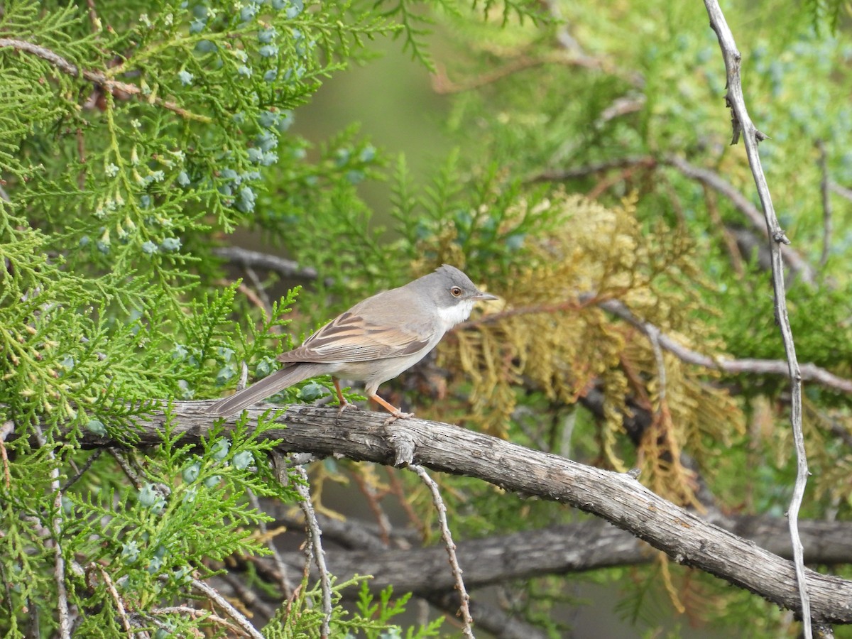 Greater Whitethroat - ML618719886