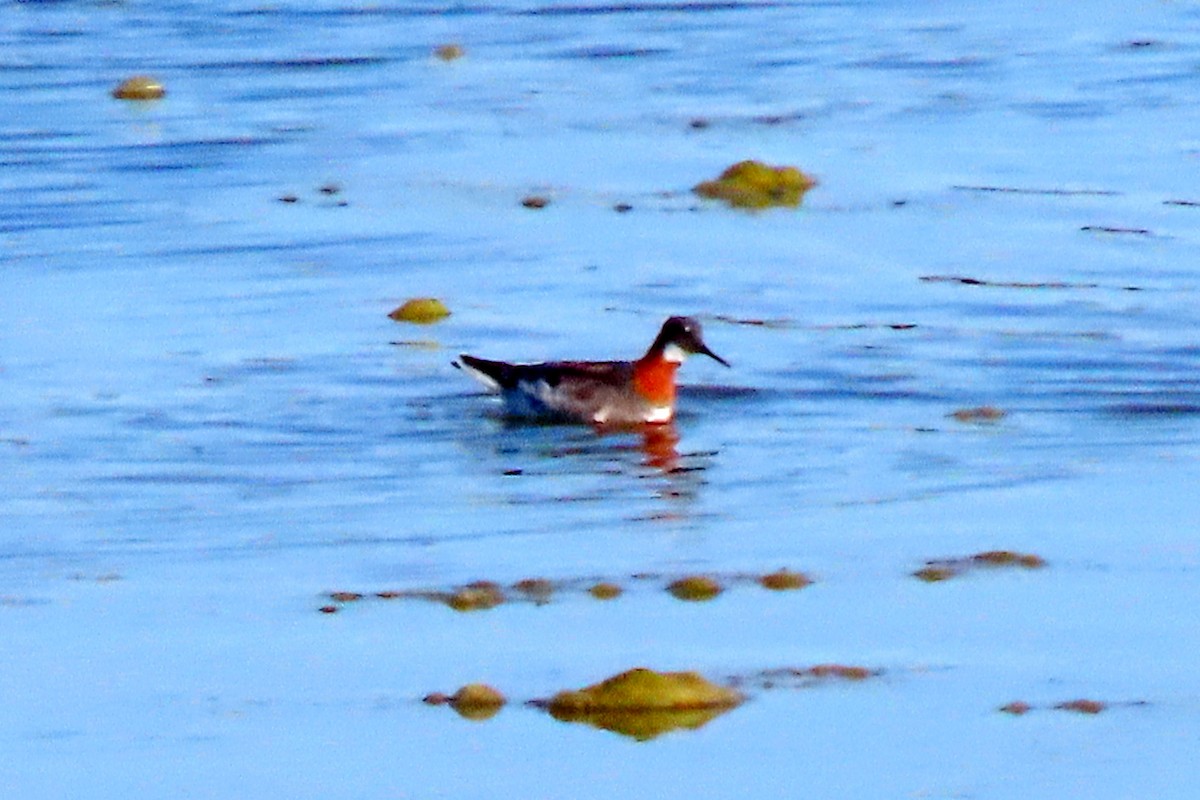 Red-necked Phalarope - ML618719893