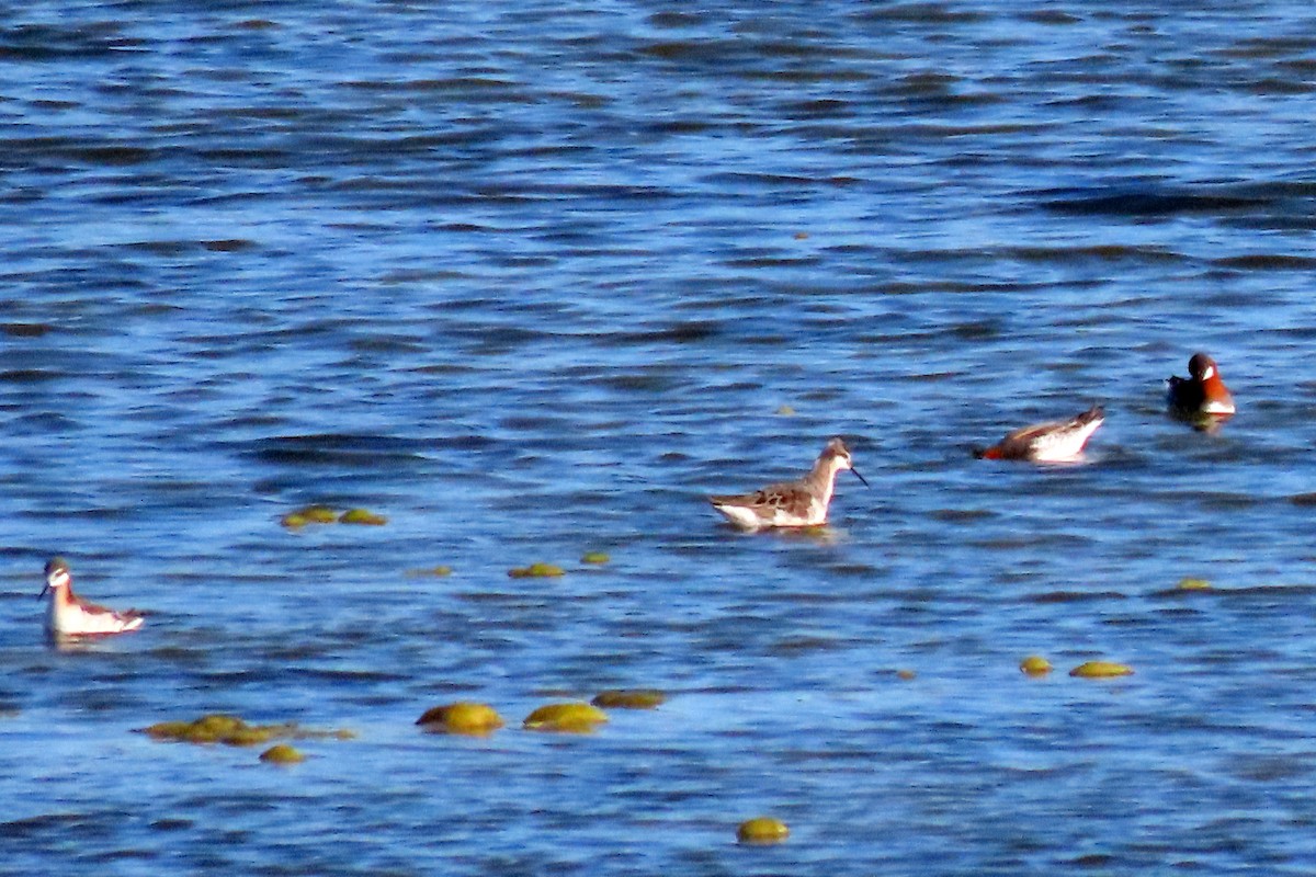 Red-necked Phalarope - ML618719894