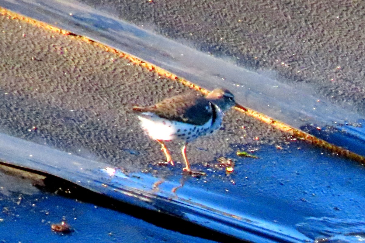 Spotted Sandpiper - Suzanne Hutchinson