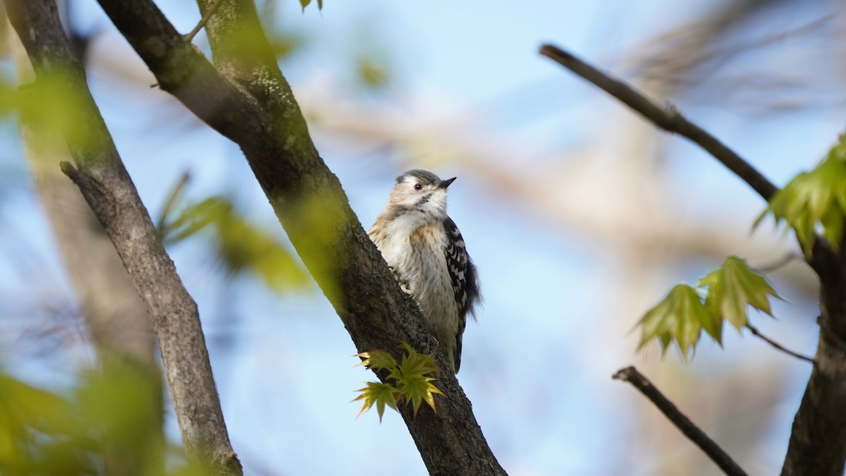 Japanese Pygmy Woodpecker - Hikawa Takeshi