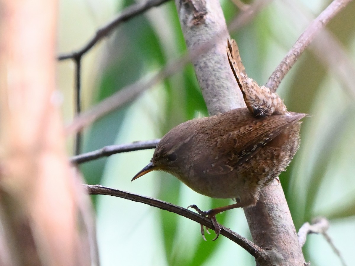 Eurasian Wren - Manuel Espenica