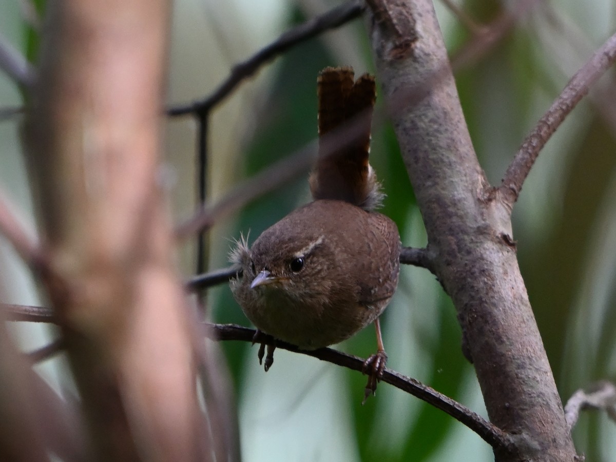 Eurasian Wren - ML618719921