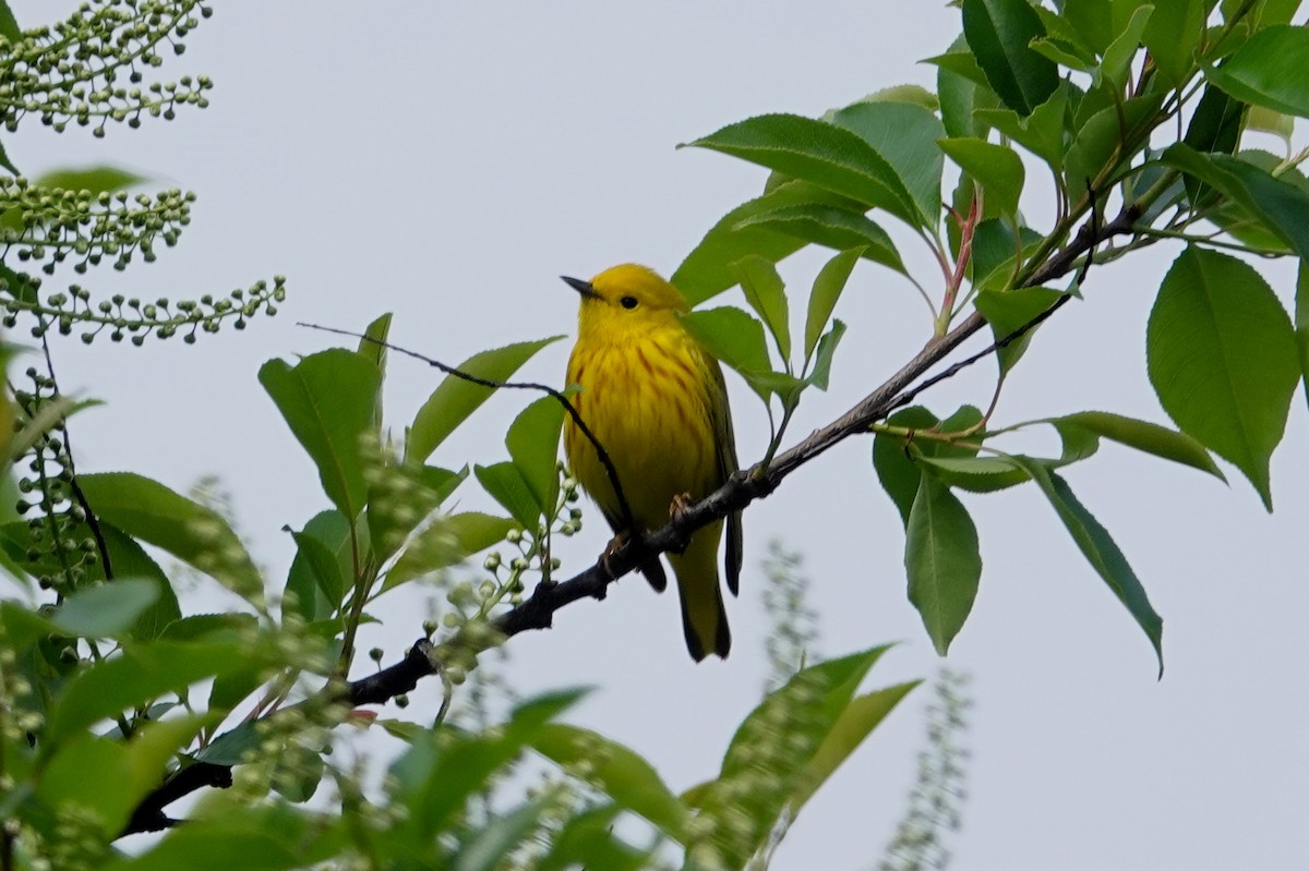 Yellow Warbler - Bill and Amy Magnus