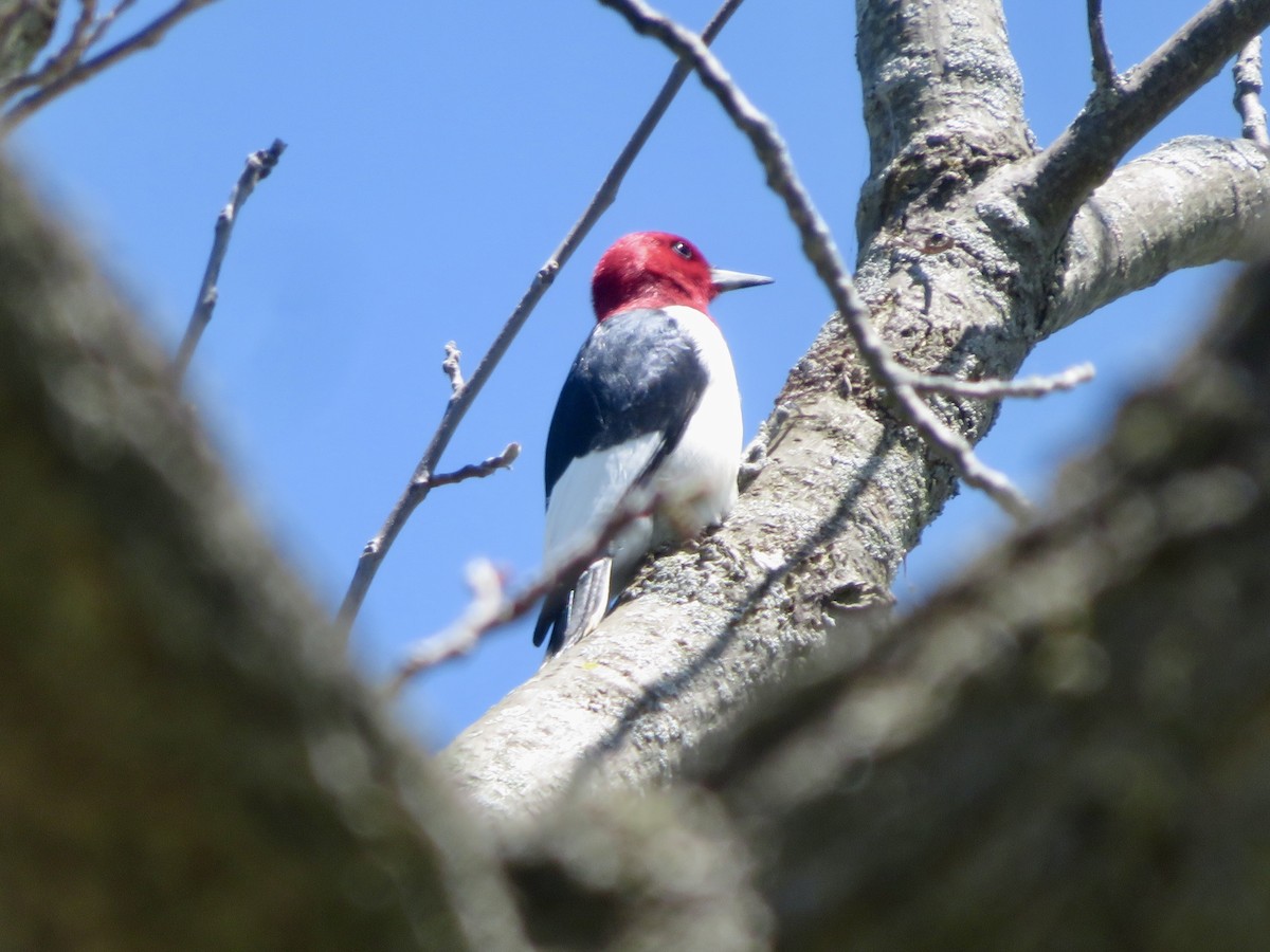 Red-headed Woodpecker - ML618719940
